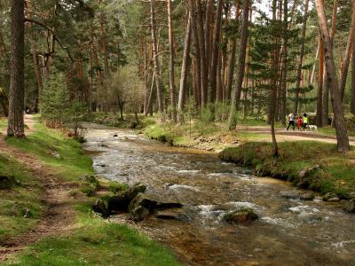 A shallow, rocky stream flows through a dense pine forest with dirt paths on either bank where people are walking.
