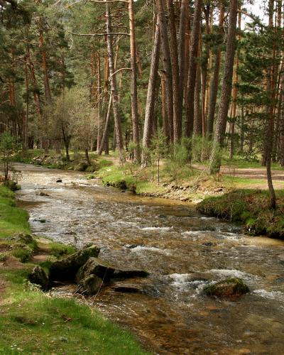A shallow, rocky stream flows through a dense pine forest with dirt paths on either bank where people are walking.