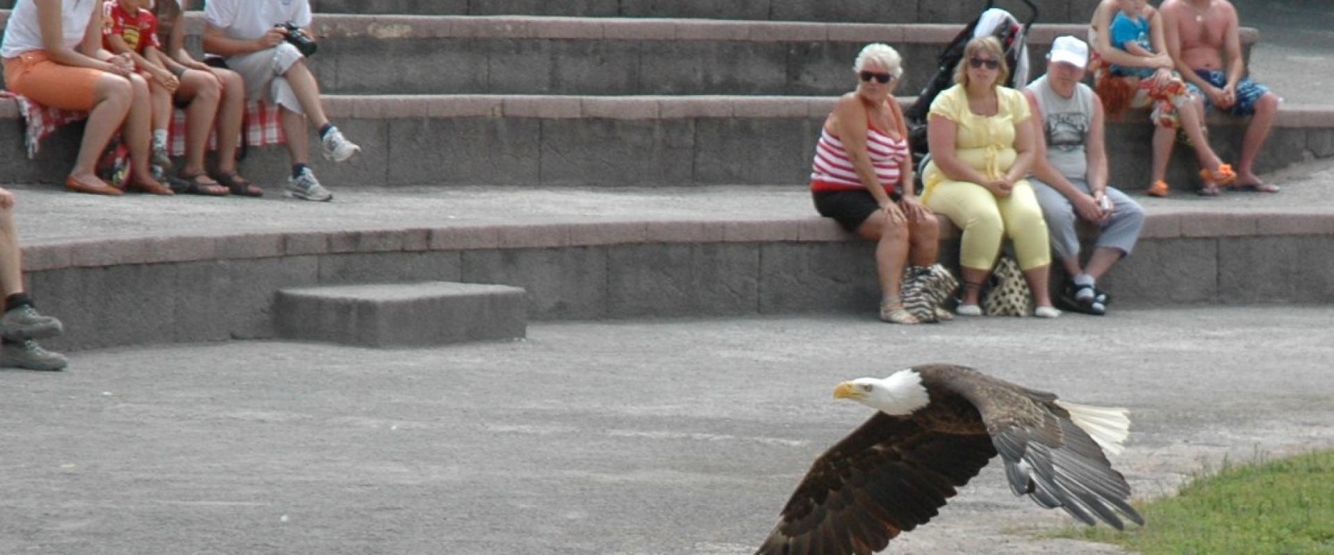 A bald eagle flying over the bird-show arena at Jungle Park, Tenerife