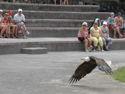 A bald eagle flying over the bird-show arena at Jungle Park, Tenerife
