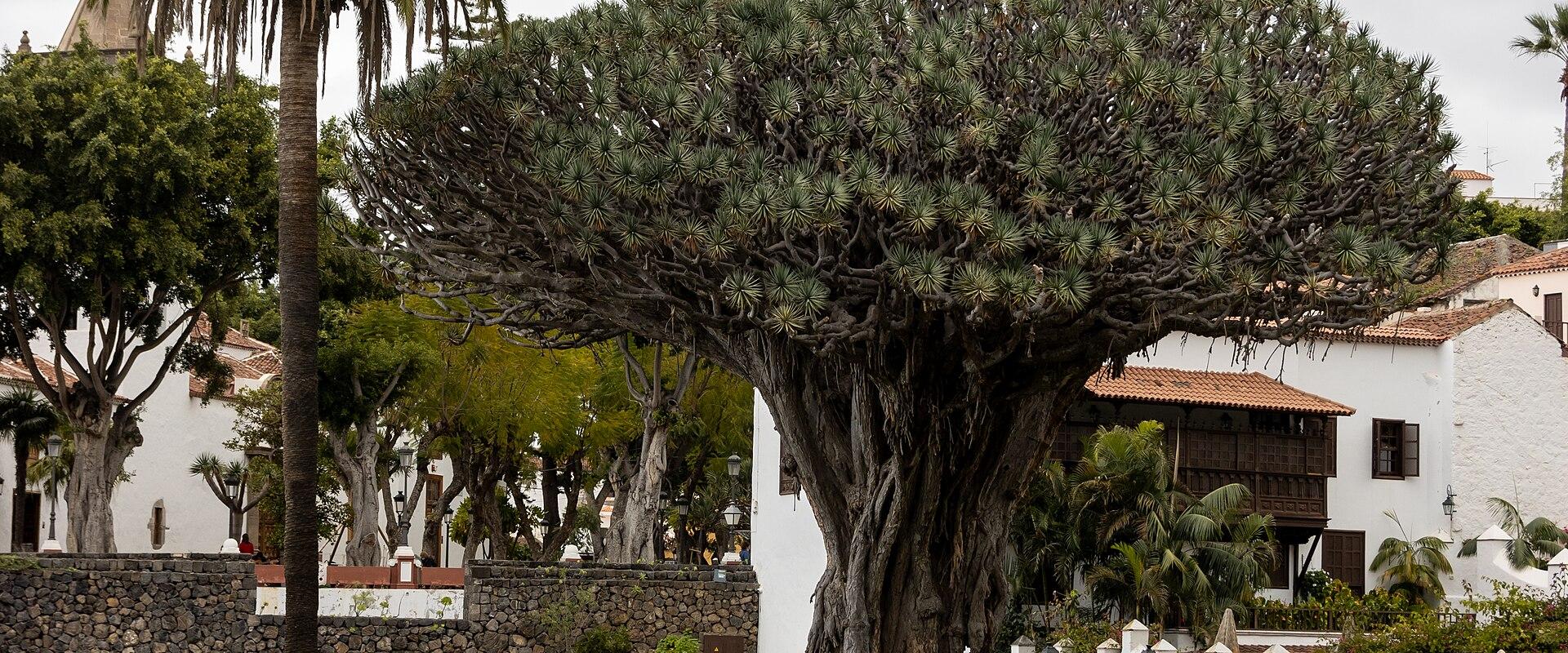 A large, ancient Dragon Tree (Dracaena draco) with a massive, gnarled trunk and umbrella-shaped canopy, situated in a landscaped garden with white buildings and a palm tree in the background.