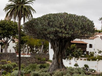 A large, ancient Dragon Tree (Dracaena draco) with a massive, gnarled trunk and umbrella-shaped canopy, situated in a landscaped garden with white buildings and a palm tree in the background.