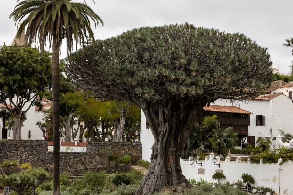 Dragon Tree (Icod De Los Vinos)