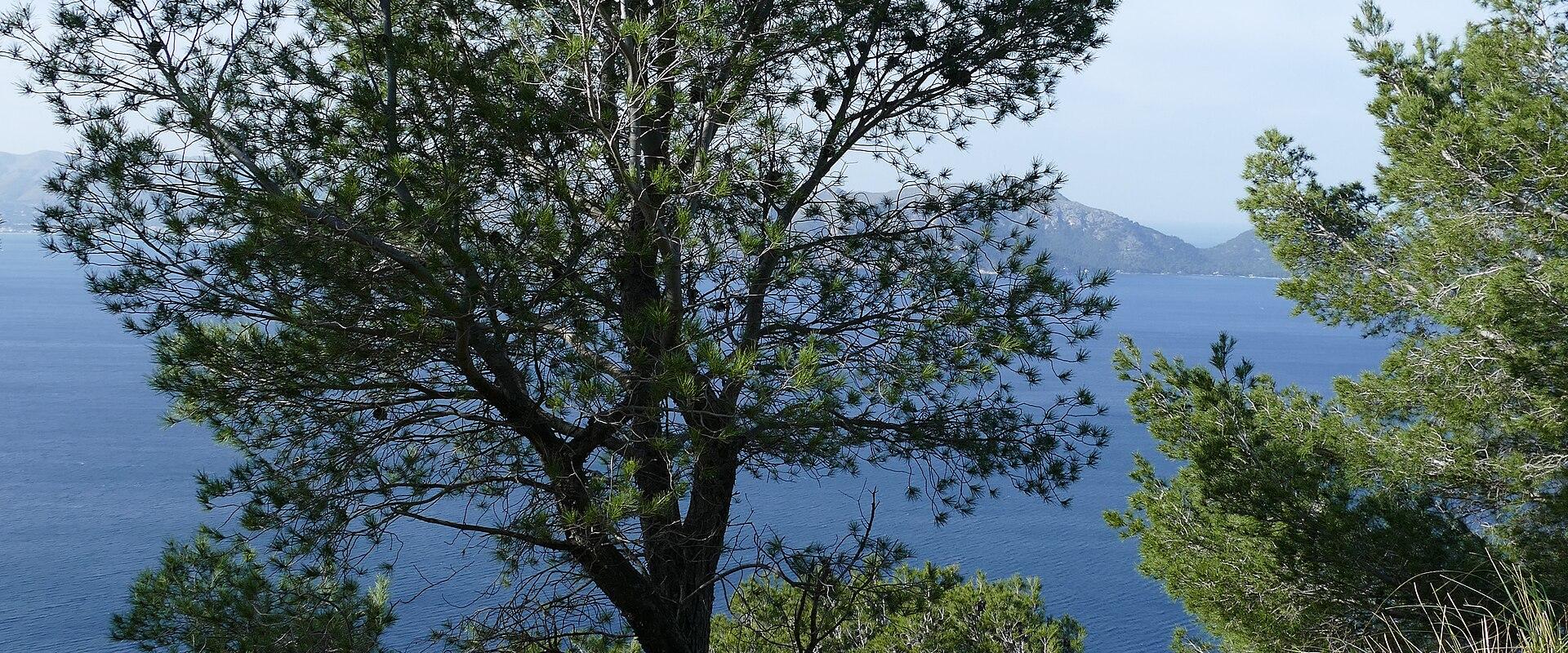 A coastal hiking trail with a rustic wooden railing, overlooking the sea with a prominent pine tree in the foreground and distant mountains across the water.