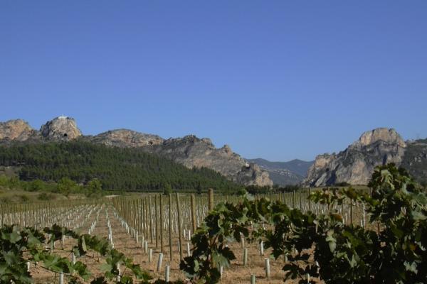Vineyard rows beneath the Conchas de Haro rock ridge in La Rioja