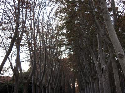 A long, straight gravel pathway lined on both sides by tall, mature plane trees with mottled bark, creating a tunnel-like effect under an overcast sky.