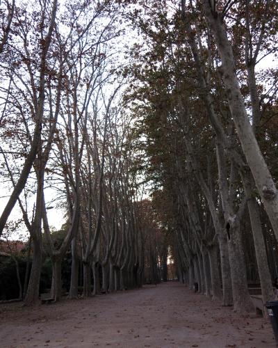 A long, straight gravel pathway lined on both sides by tall, mature plane trees with mottled bark, creating a tunnel-like effect under an overcast sky.