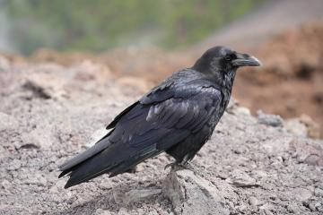 La Palma