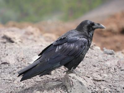 La Palma
