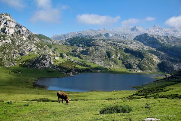 A glacial lake at the Lagos de Covadonga in the Picos de Europa, Asturias