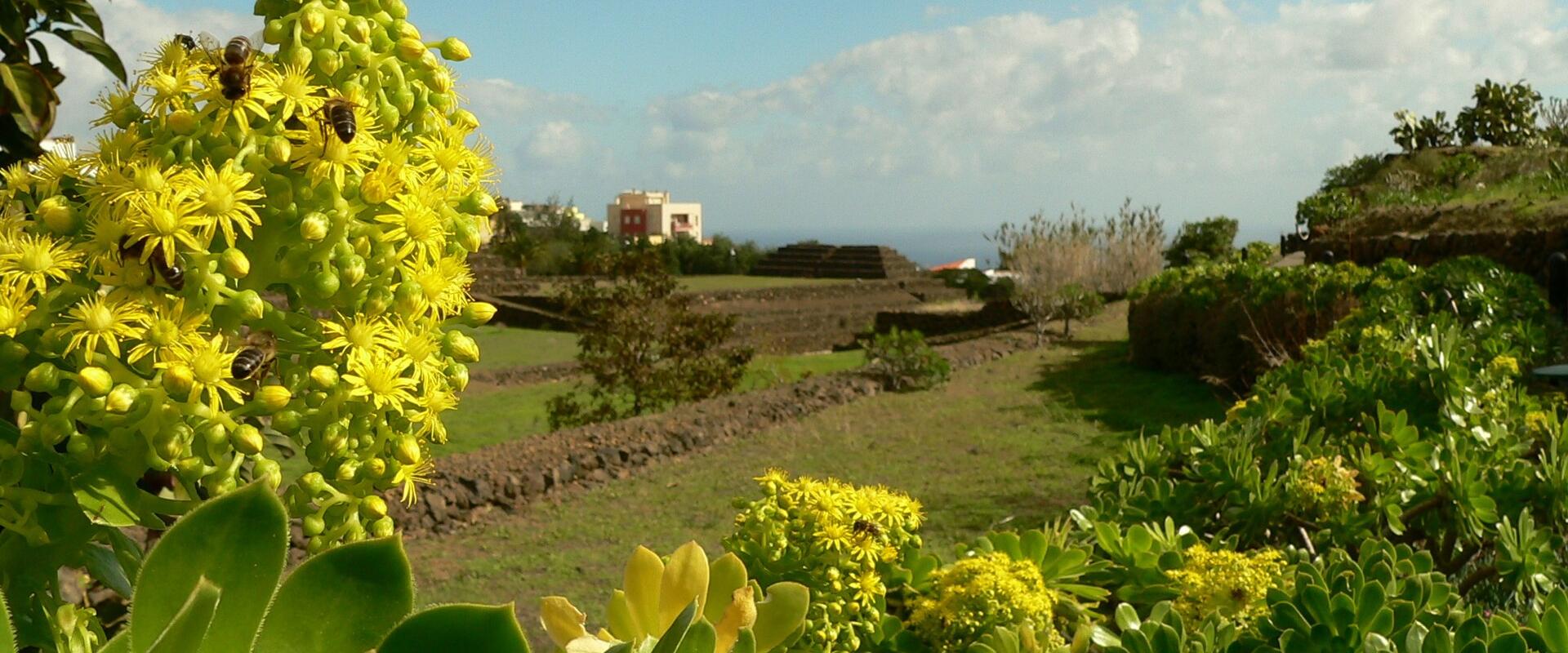 A close-up of yellow flowering succulents with bees in the foreground, overlooking a grassy landscape with stone walls and a stepped pyramid structure in the distance.