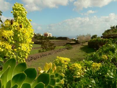 A close-up of yellow flowering succulents with bees in the foreground, overlooking a grassy landscape with stone walls and a stepped pyramid structure in the distance.