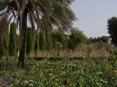 A formal garden featuring a large palm tree in the foreground, rows of tall cypress trees, rose bushes, and a stone tower visible in the background.
