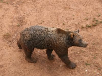 A brown bear walks across a reddish-brown dirt enclosure with sparse vegetation, viewed from above.