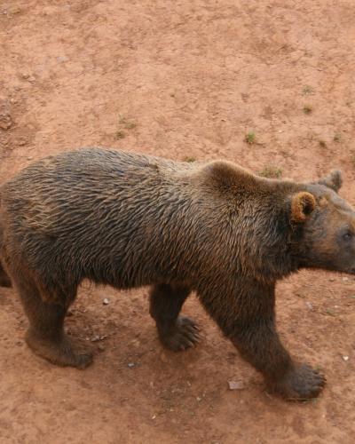 A brown bear walks across a reddish-brown dirt enclosure with sparse vegetation, viewed from above.
