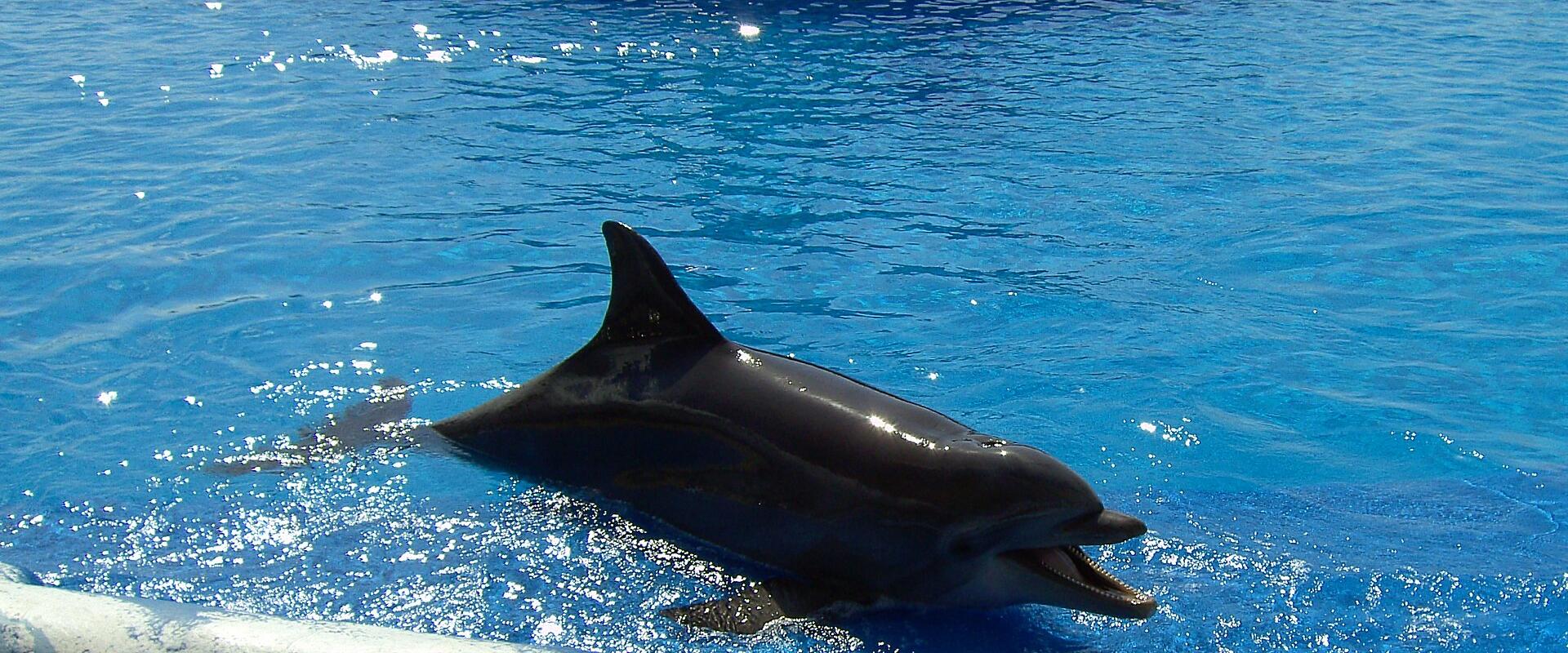 A dolphin swimming in a blue pool with a white concrete edge visible in the foreground.
