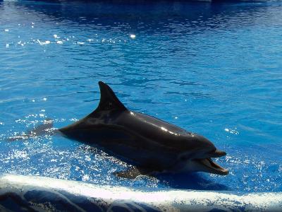 A dolphin swimming in a blue pool with a white concrete edge visible in the foreground.