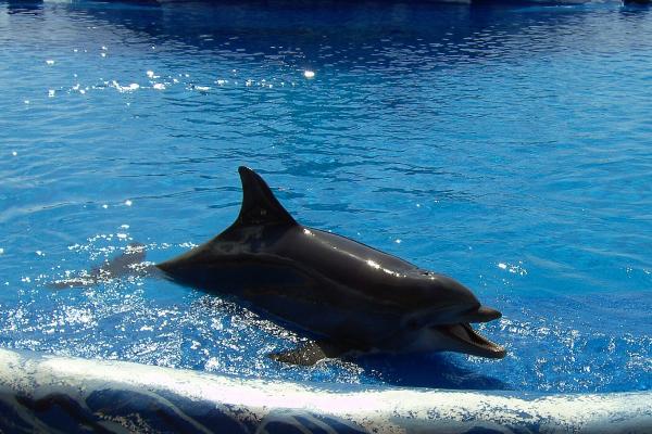 Aqualand Costa Adeje