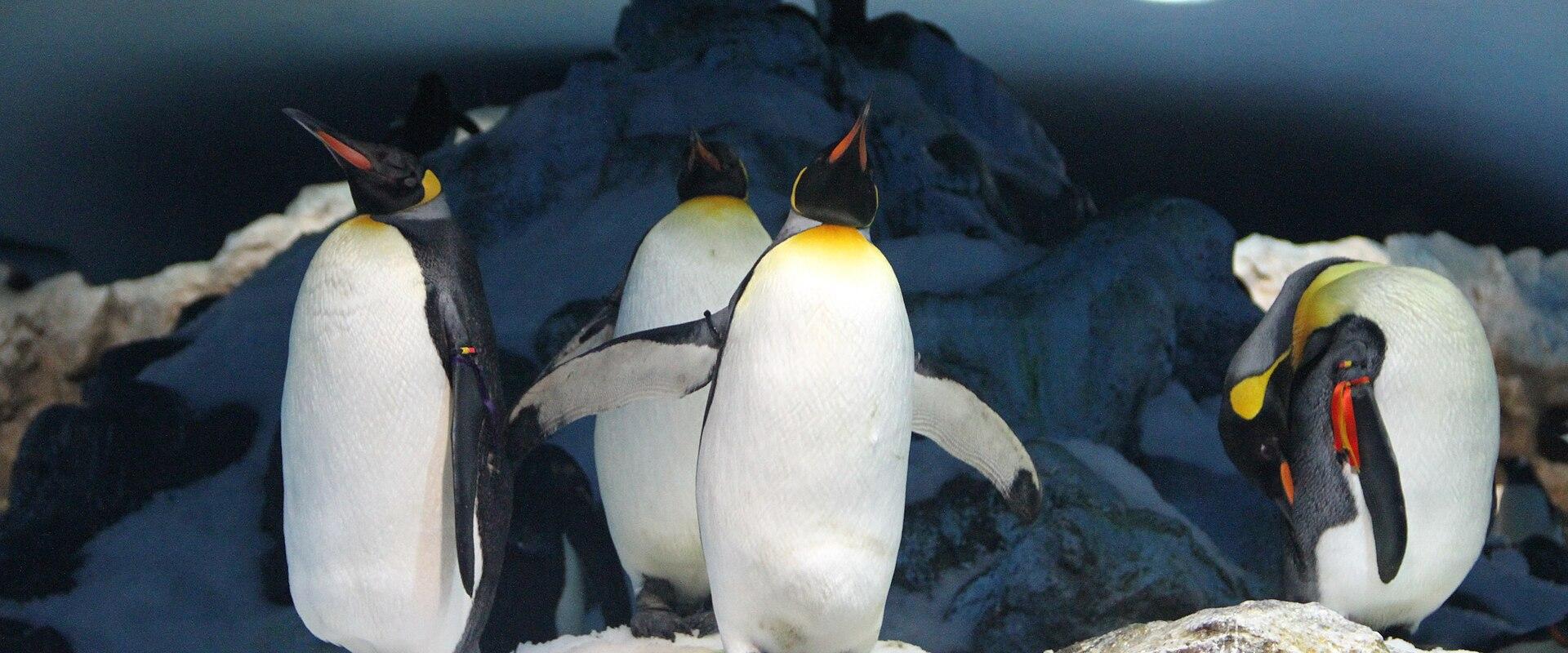King penguins at Loro Parque, Tenerife