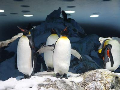 King penguins at Loro Parque, Tenerife