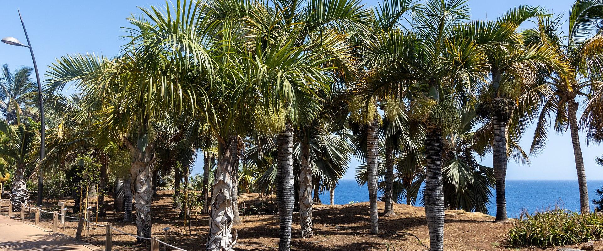 A paved walkway lined with rope barriers runs alongside a grove of various palm trees on a sunny day, with the blue ocean visible in the background and a small red sign labeled "4" in the foreground.