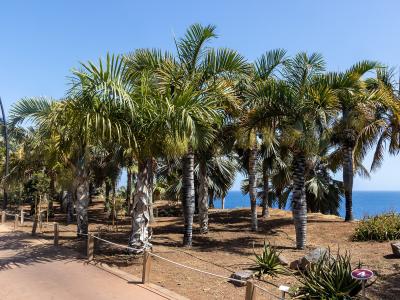 A paved walkway lined with rope barriers runs alongside a grove of various palm trees on a sunny day, with the blue ocean visible in the background and a small red sign labeled "4" in the foreground.