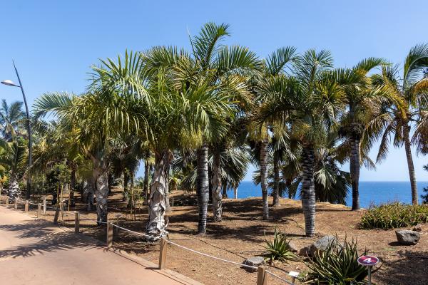 Palmetum