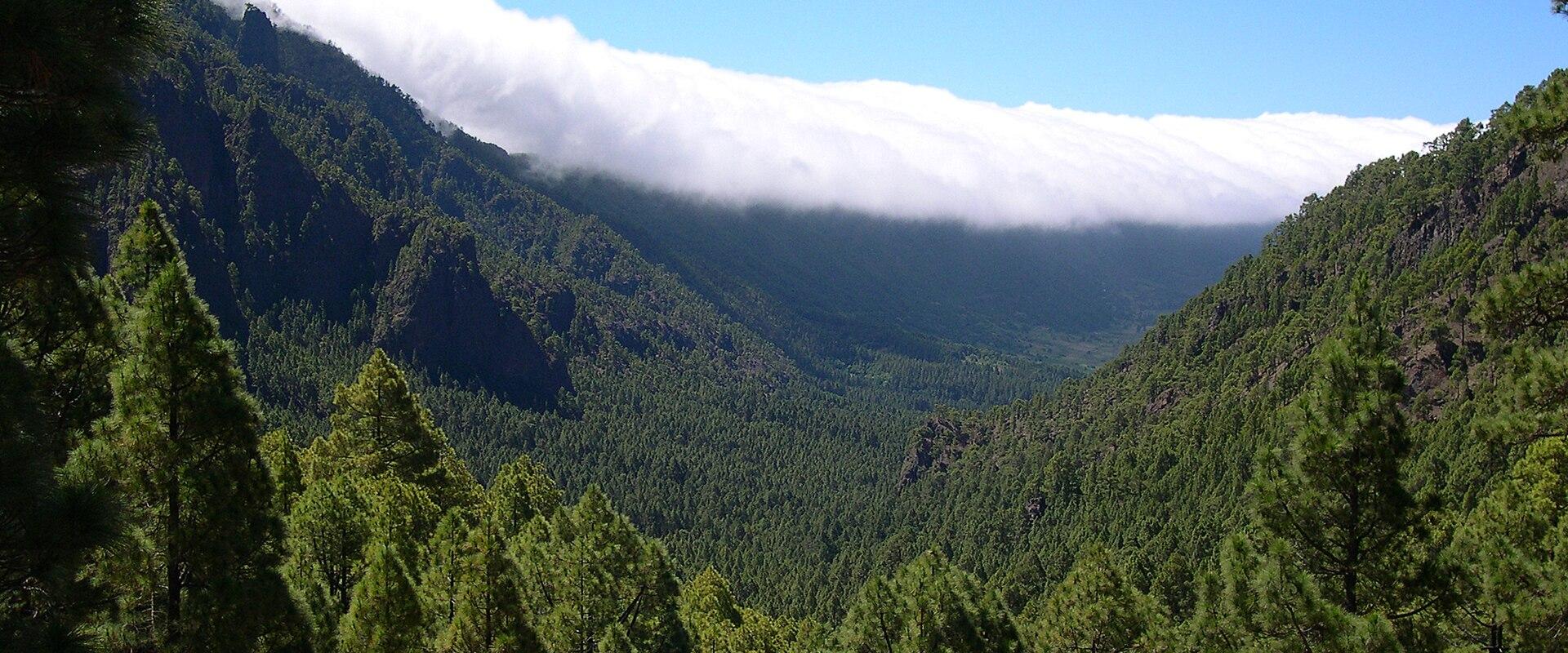Forested slopes and a sea of clouds in the Caldera de Taburiente, La Palma