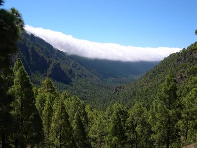 Forested slopes and a sea of clouds in the Caldera de Taburiente, La Palma