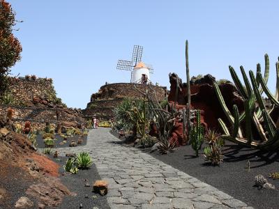 A paved stone pathway winds through a garden filled with various cacti and succulents planted in black volcanic soil, leading up to a white windmill situated on a raised stone platform.